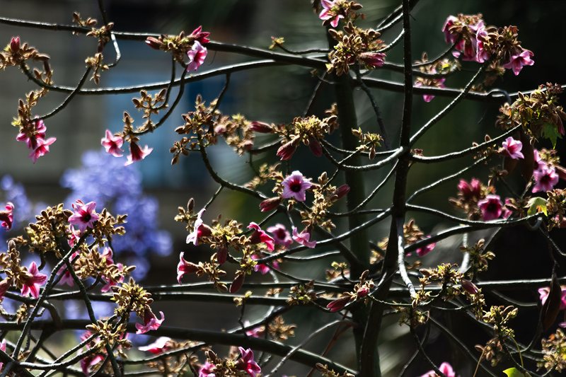 Naturaleza