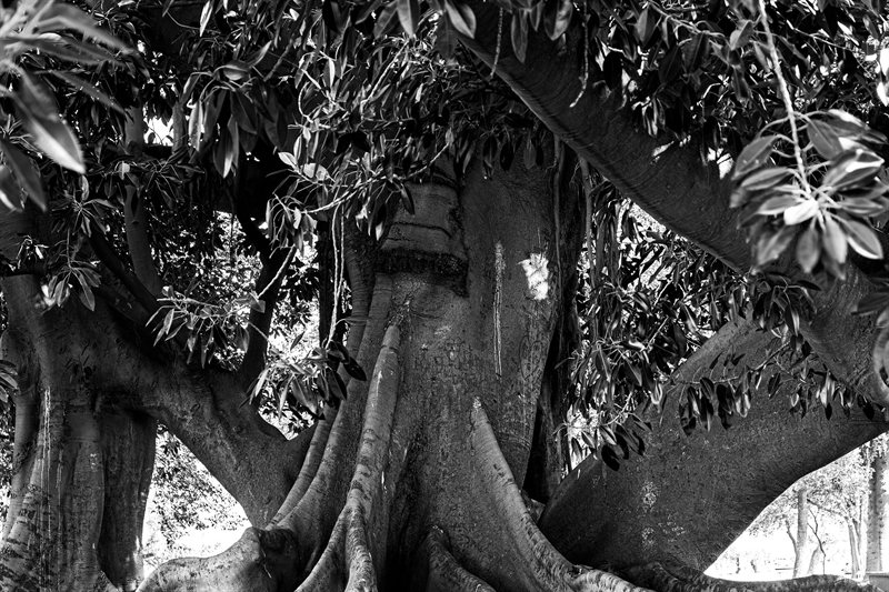 Árboles