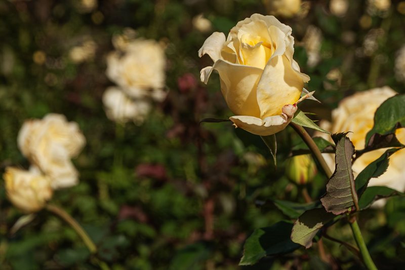 Flores