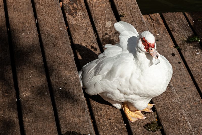Patos