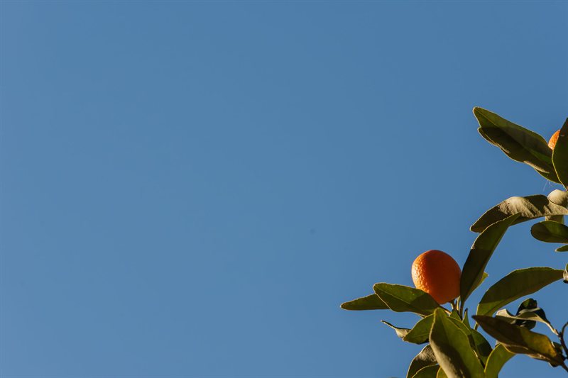 Frutos
