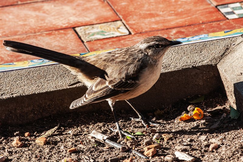 Pajaros