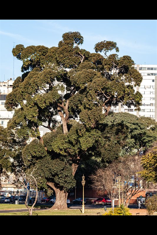 Árboles